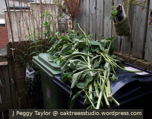 My armful of Comfrey stems ready to make magic.