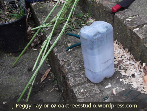 My Comfrey concentrate container filled and fixed - ready to rot