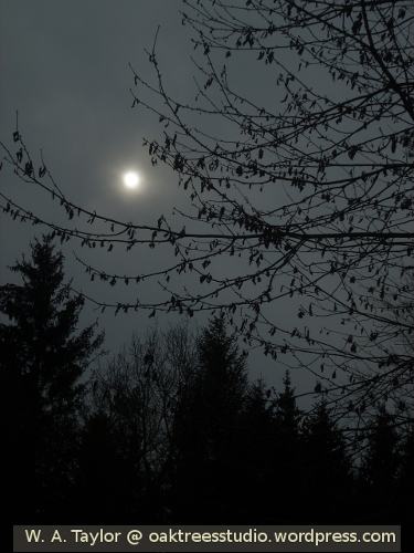 This unusual Winter sun silhouettes the trees through a grey sky