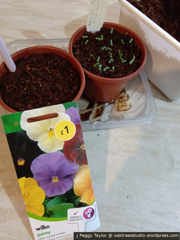 Sowing Wilko pansy seeds